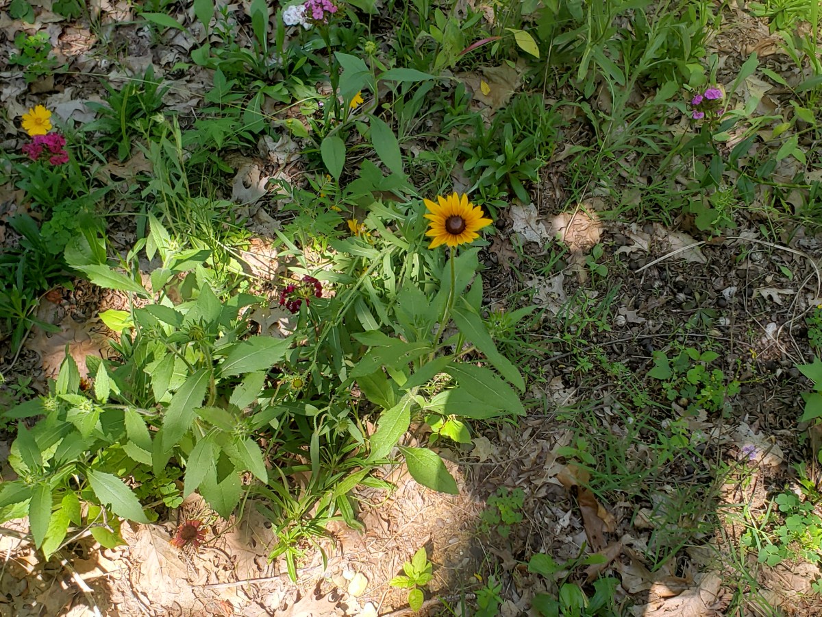 Flowers in Storm